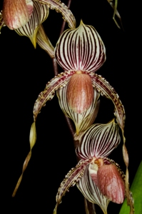 Paphiopedilum Lady Booth Denise's Joy HCC/AOS 78 pts.